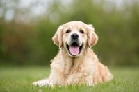 senior golden hond